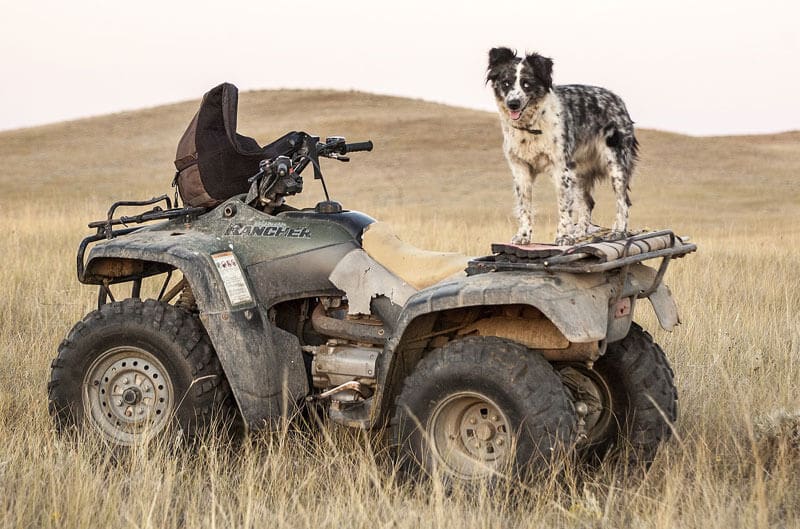 black and white shaded dog sitting on atv